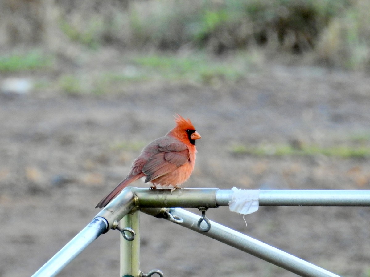 קרדינל צפוני - ML646277788