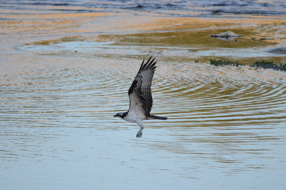 שלך - ML646277789