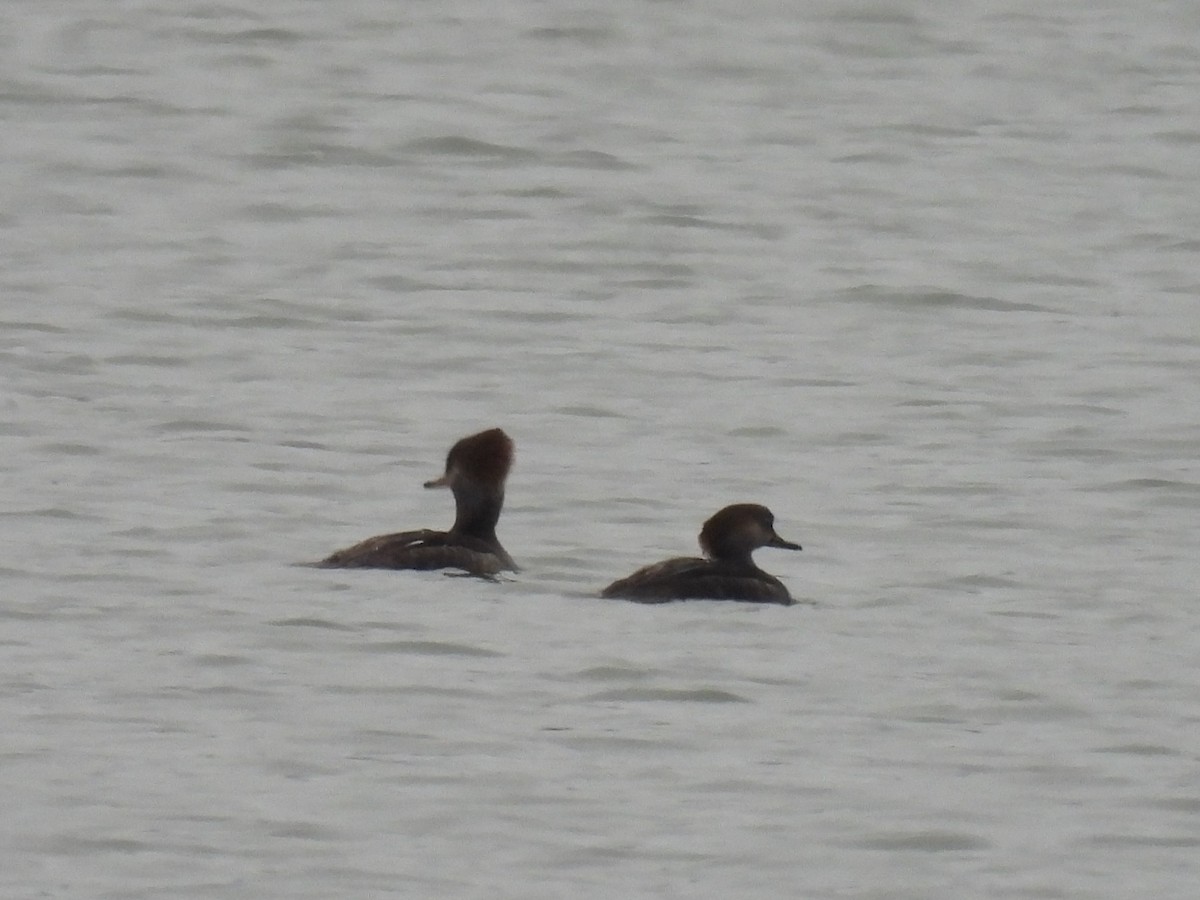 מרגון מקושט - ML646277790
