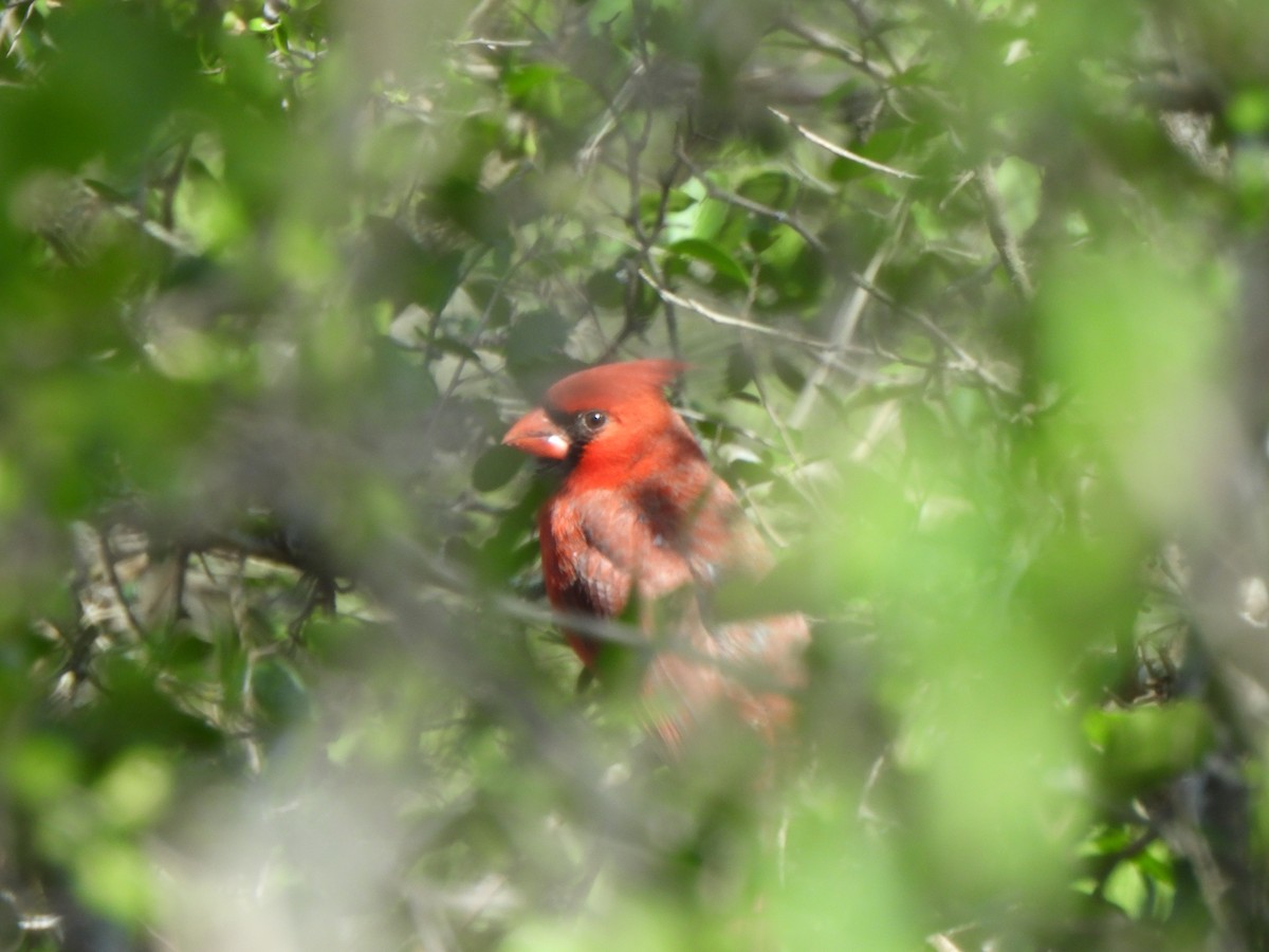 קרדינל צפוני (מצוי) - ML646277791