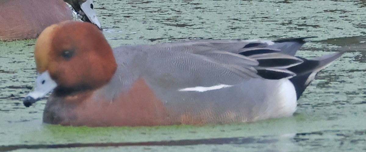 ברווז צהוב-מצח - ML646277792