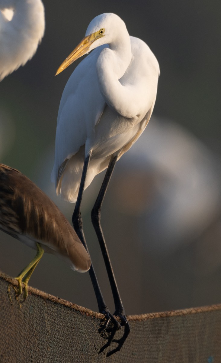 Medium Egret - ML646277793