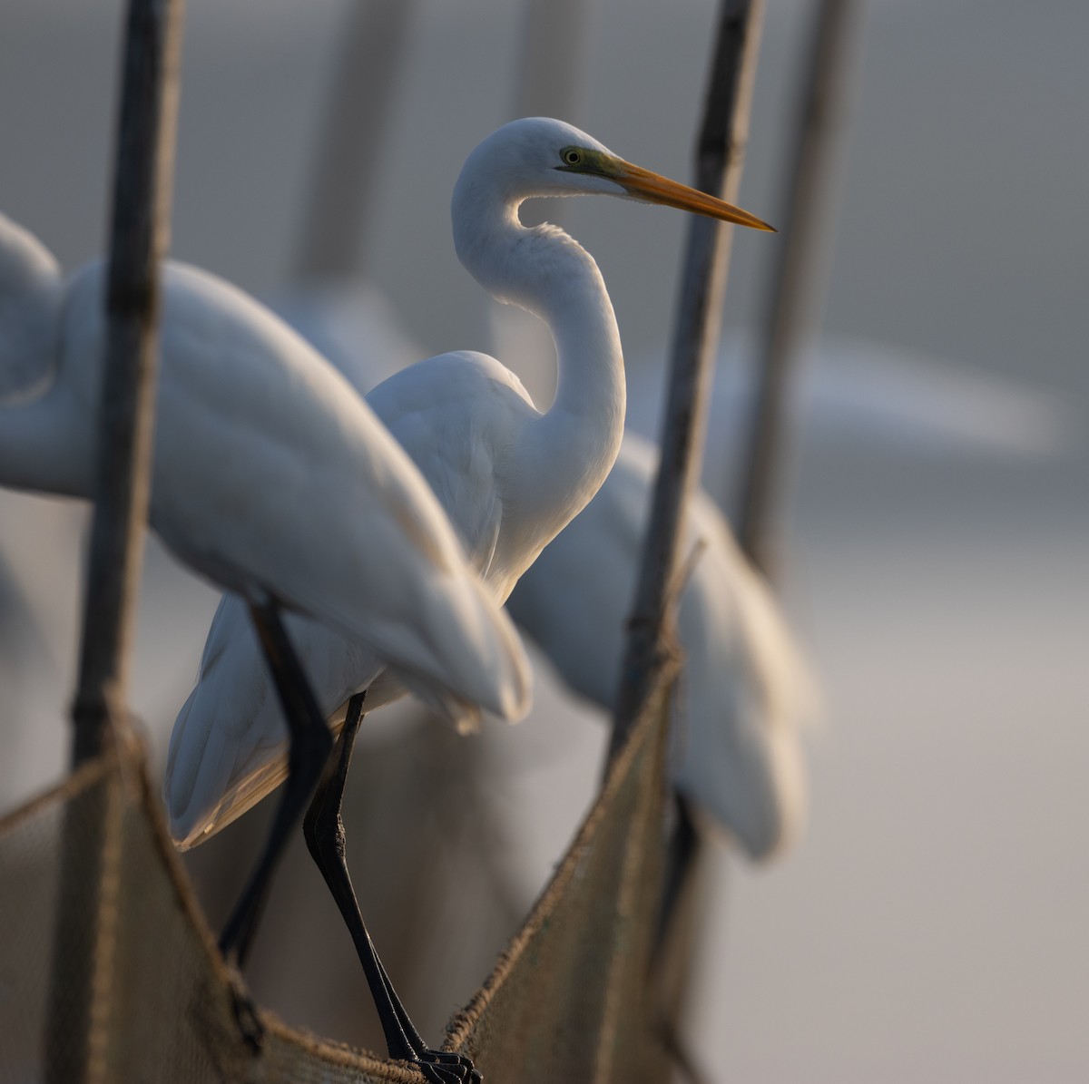 לבנית גדולה - ML646277794