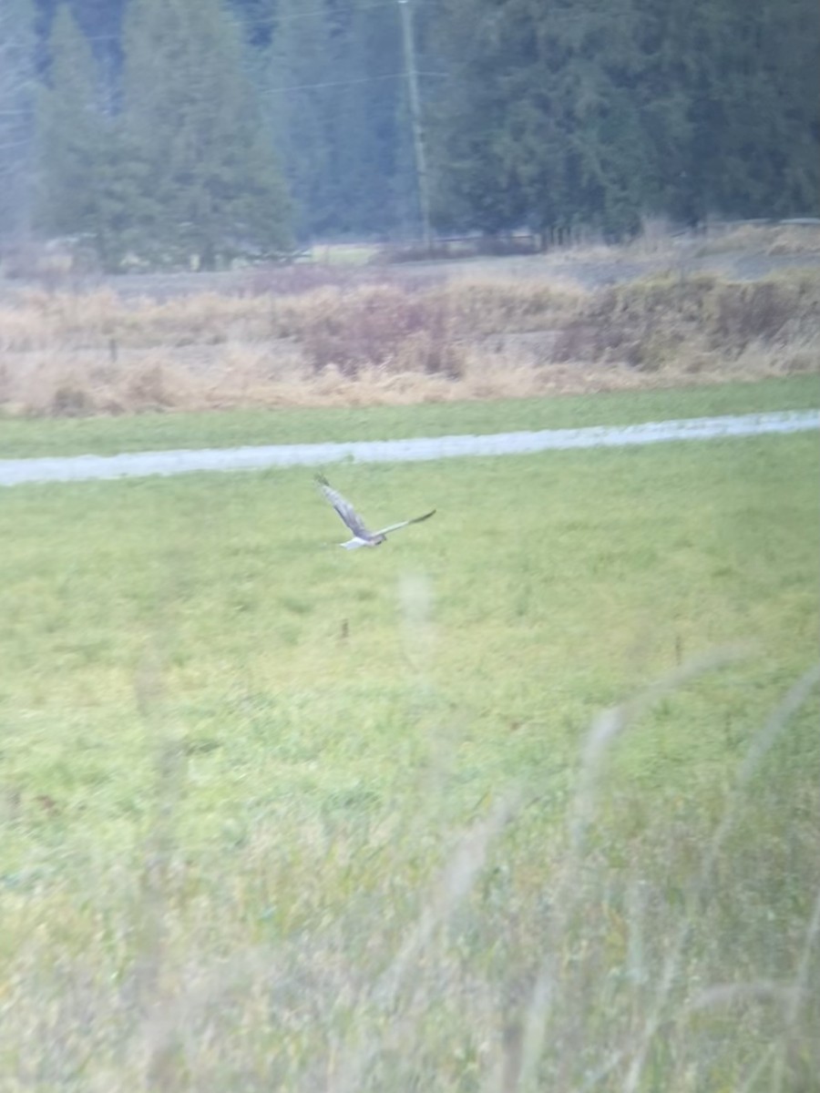 זרון אמריקני - ML646277795