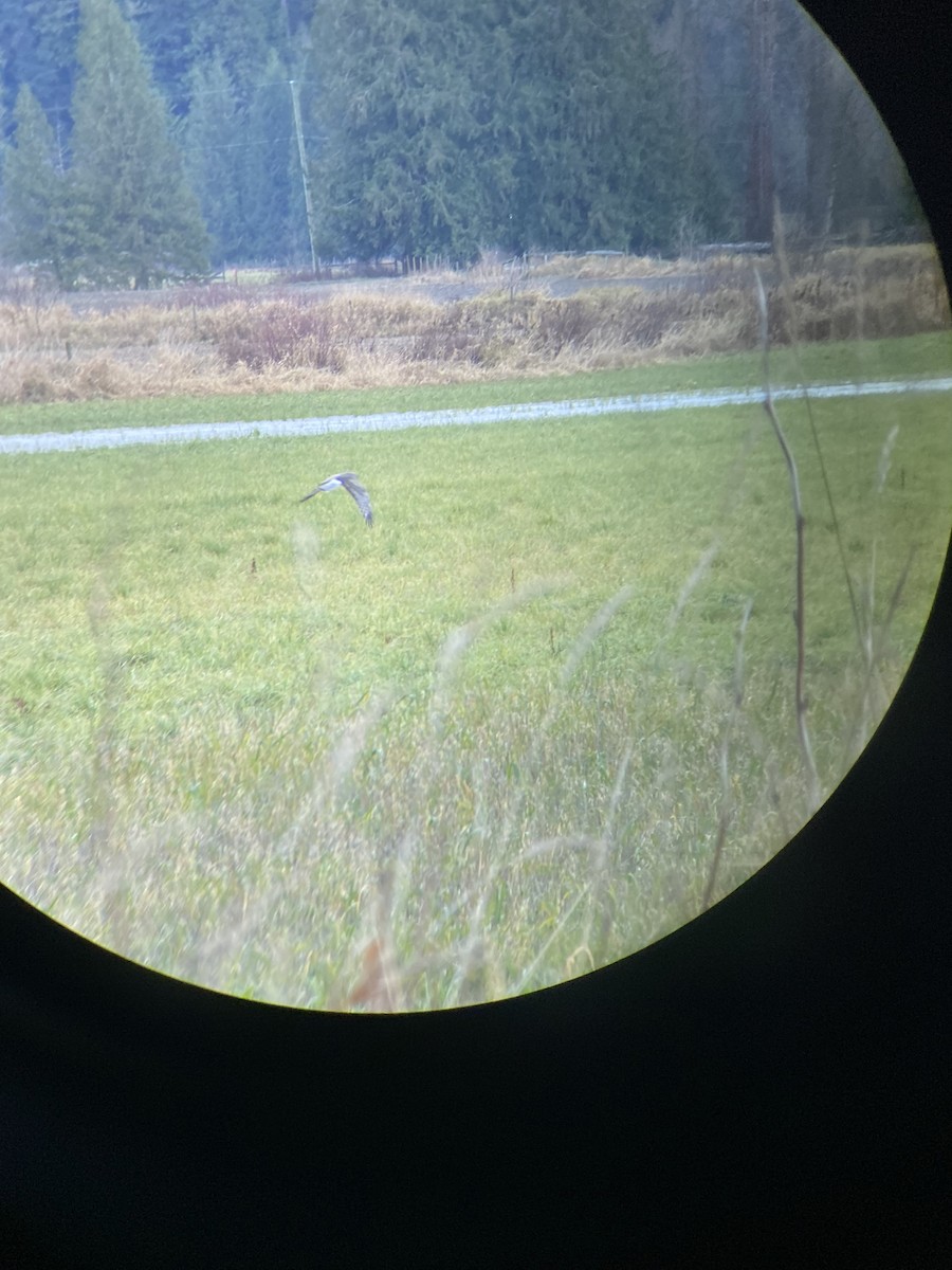 זרון אמריקני - ML646277796