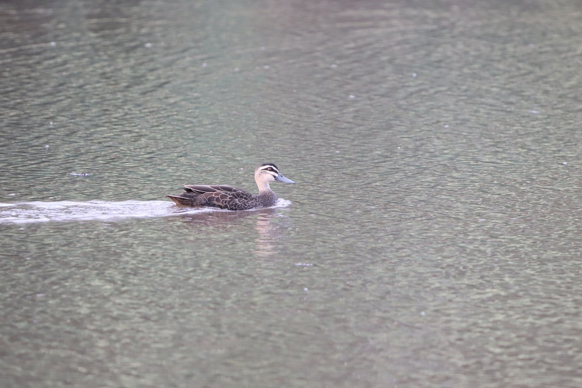 Pacific Black Duck - ML646277797