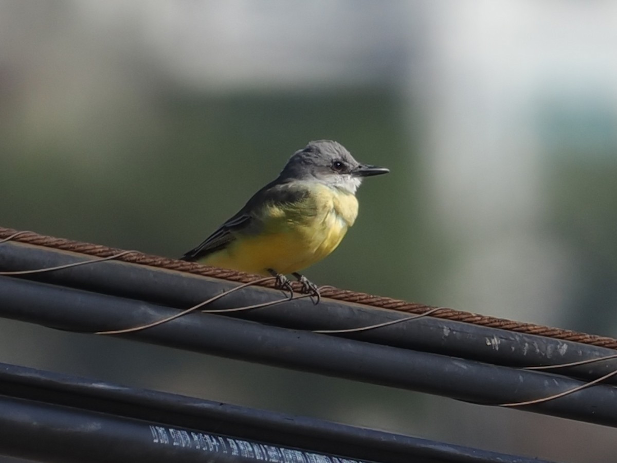 Trauerkönigstyrann - ML646277799