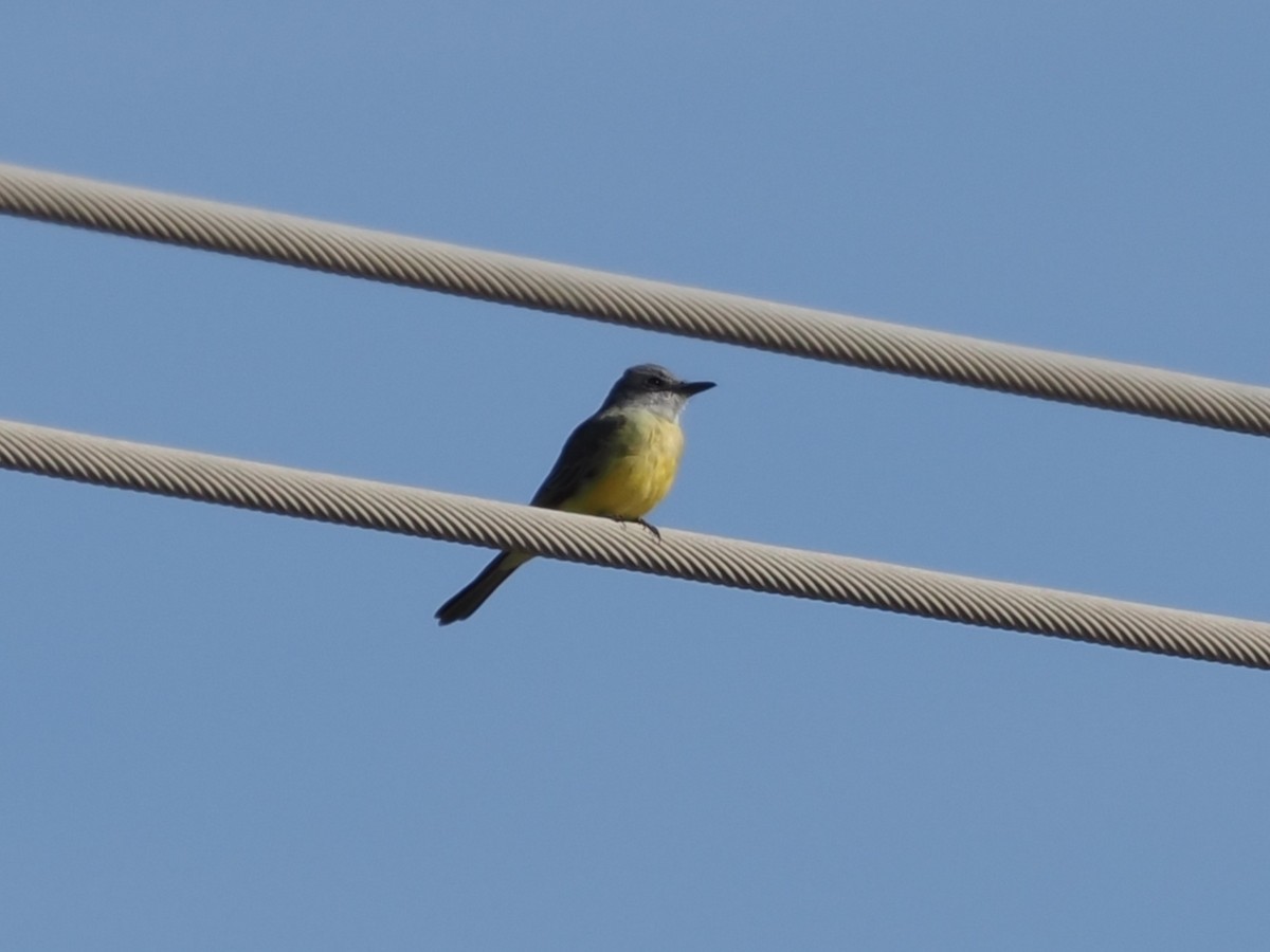 Trauerkönigstyrann - ML646277800