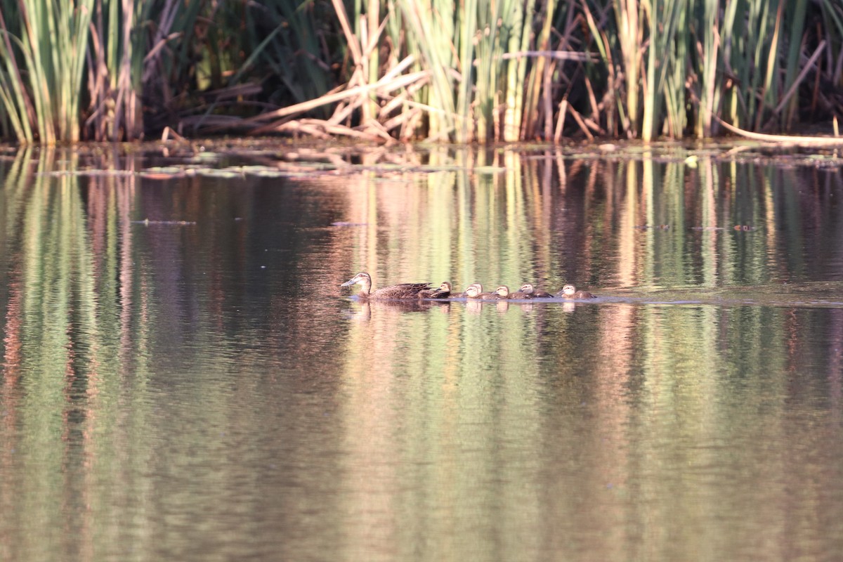 Pacific Black Duck - ML646277801