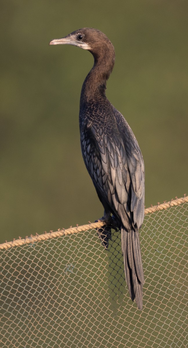 Little Cormorant - ML646277802