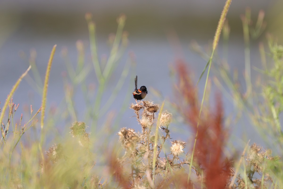 Red-backed Fairywren - ML646277804