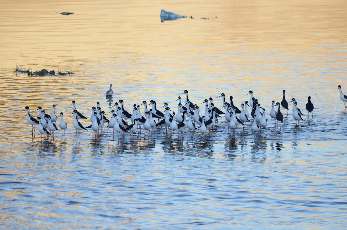 Black-necked Stilt - ML646277805