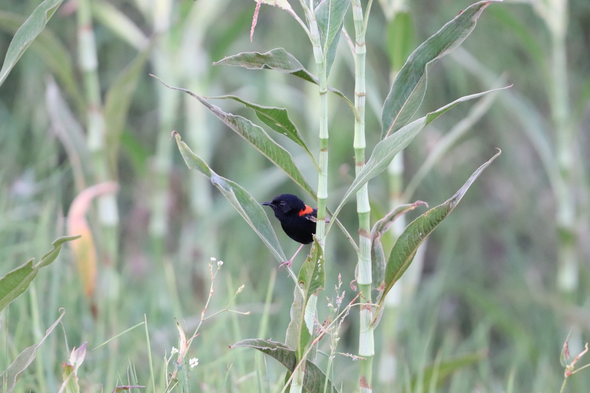 rødryggalvesmett - ML646277806