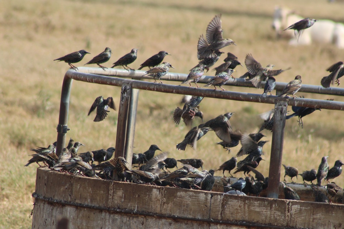 European Starling - ML646277807