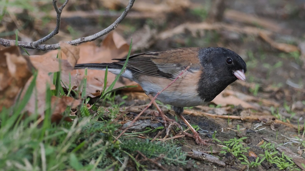 יונקו כהה-עין - ML646277808