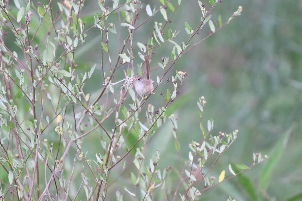 rødryggalvesmett - ML646277810