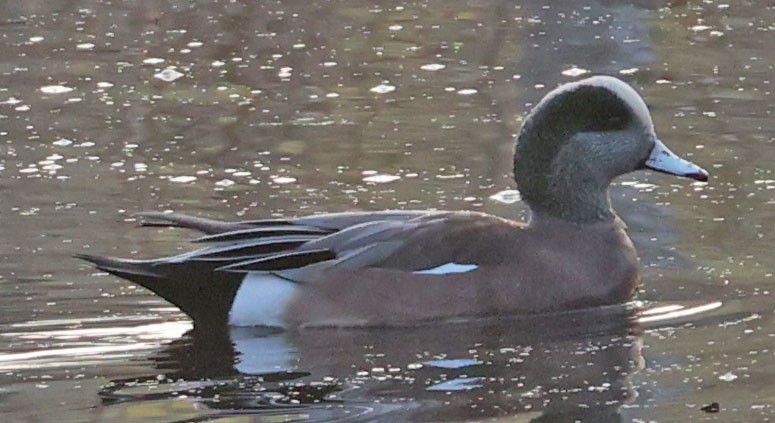 Fischione americano - ML646277811