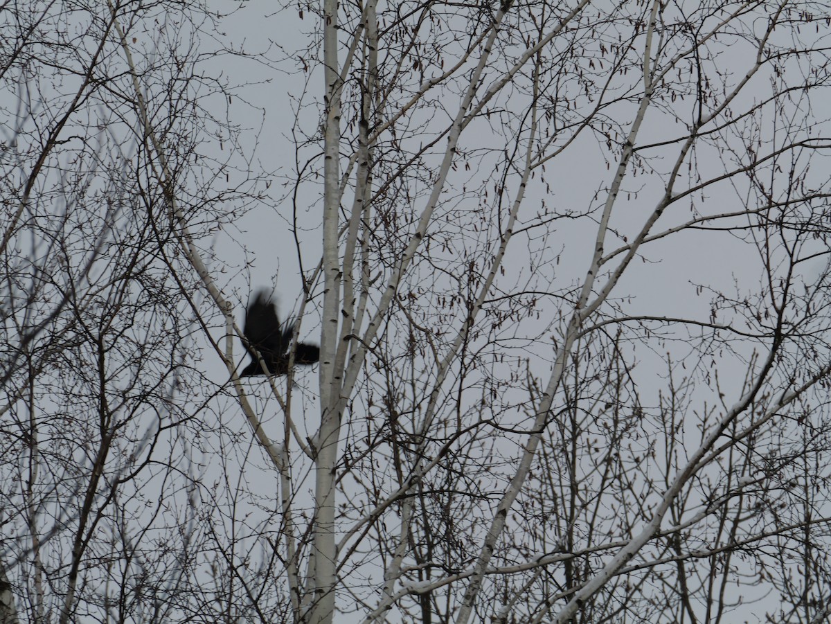 Carrion Crow - ML646277813