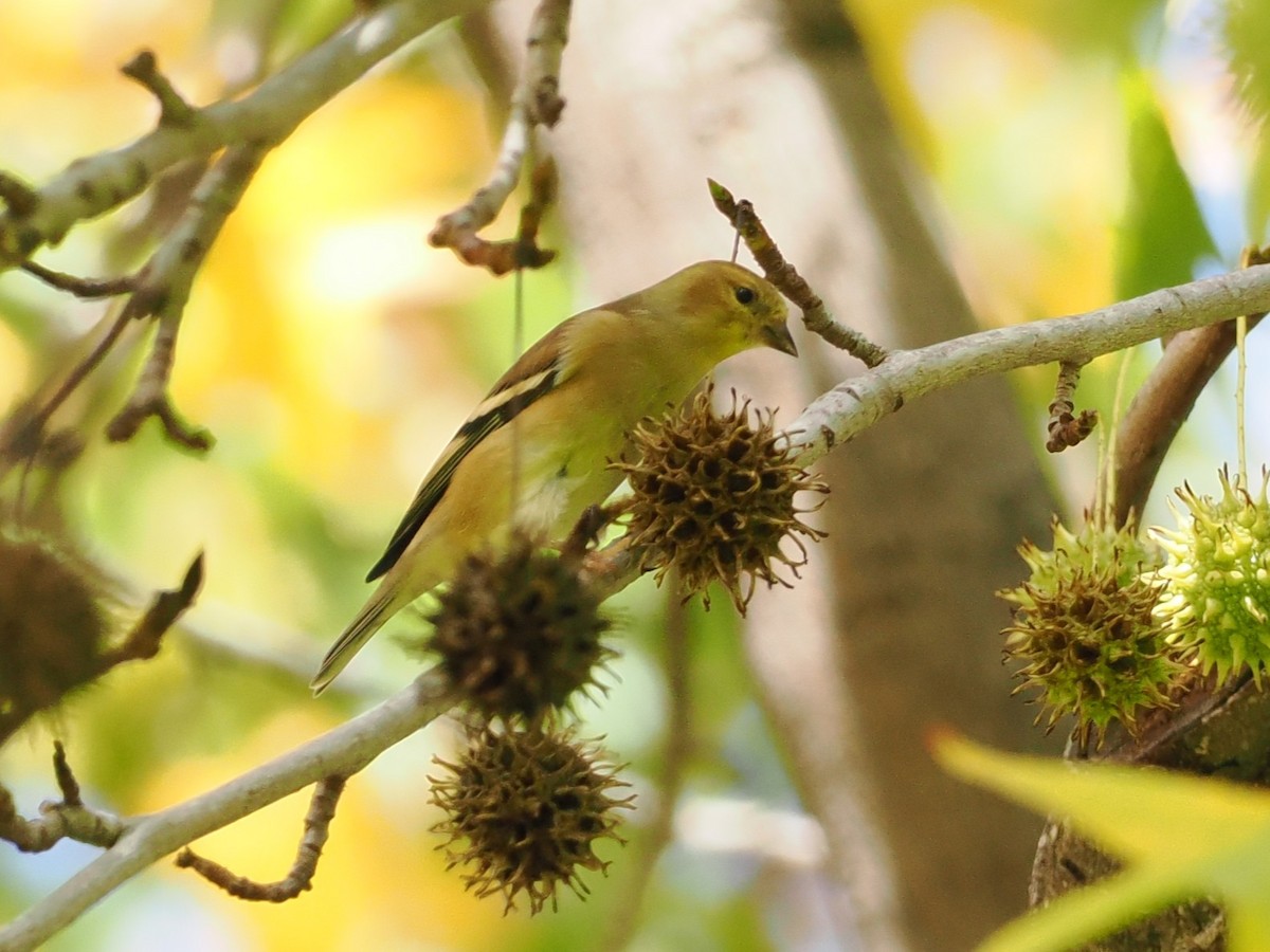 Goldzeisig - ML646277814