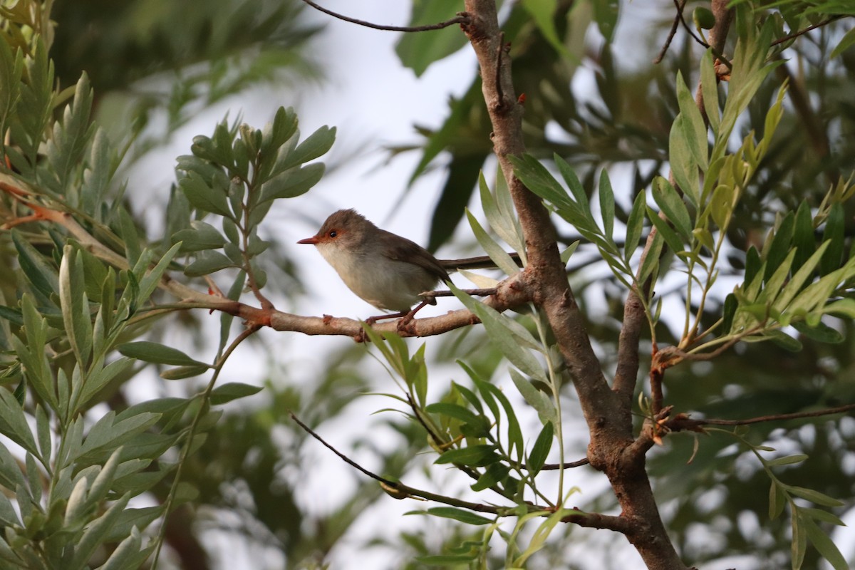 blåalvesmett - ML646277818