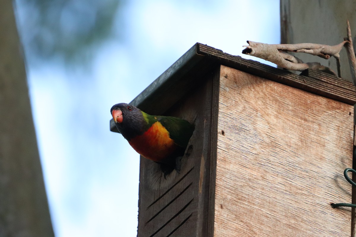 regnbuelori - ML646277819