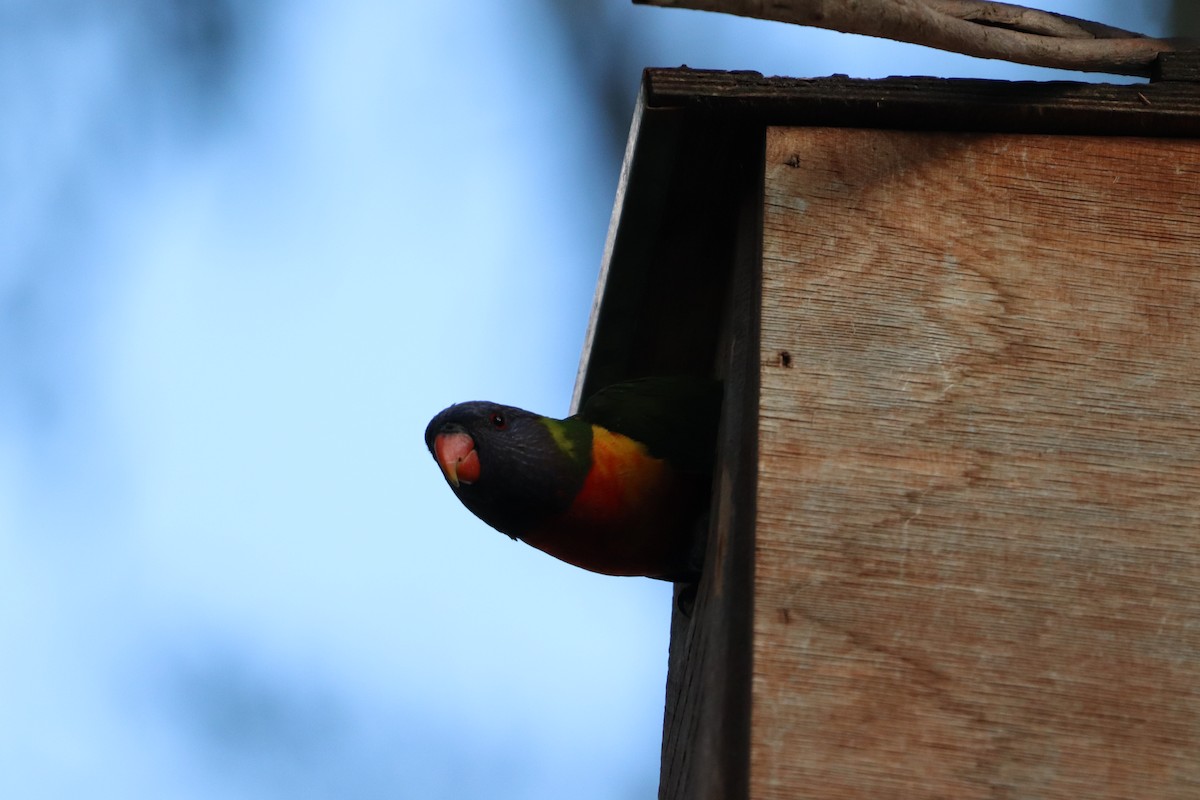 regnbuelori - ML646277821