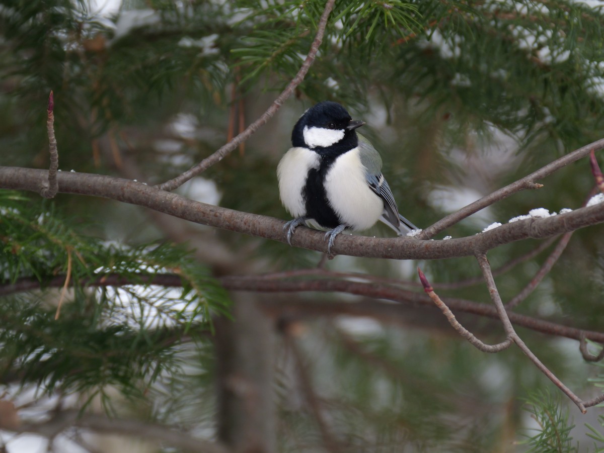 Asian Tit - ML646277822
