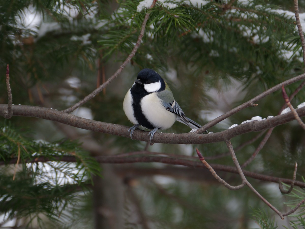 Asian Tit - ML646277823