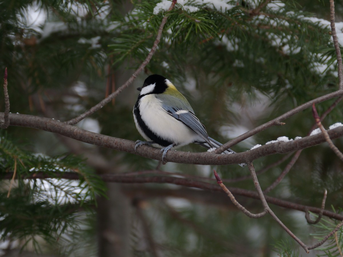 Asian Tit - ML646277824