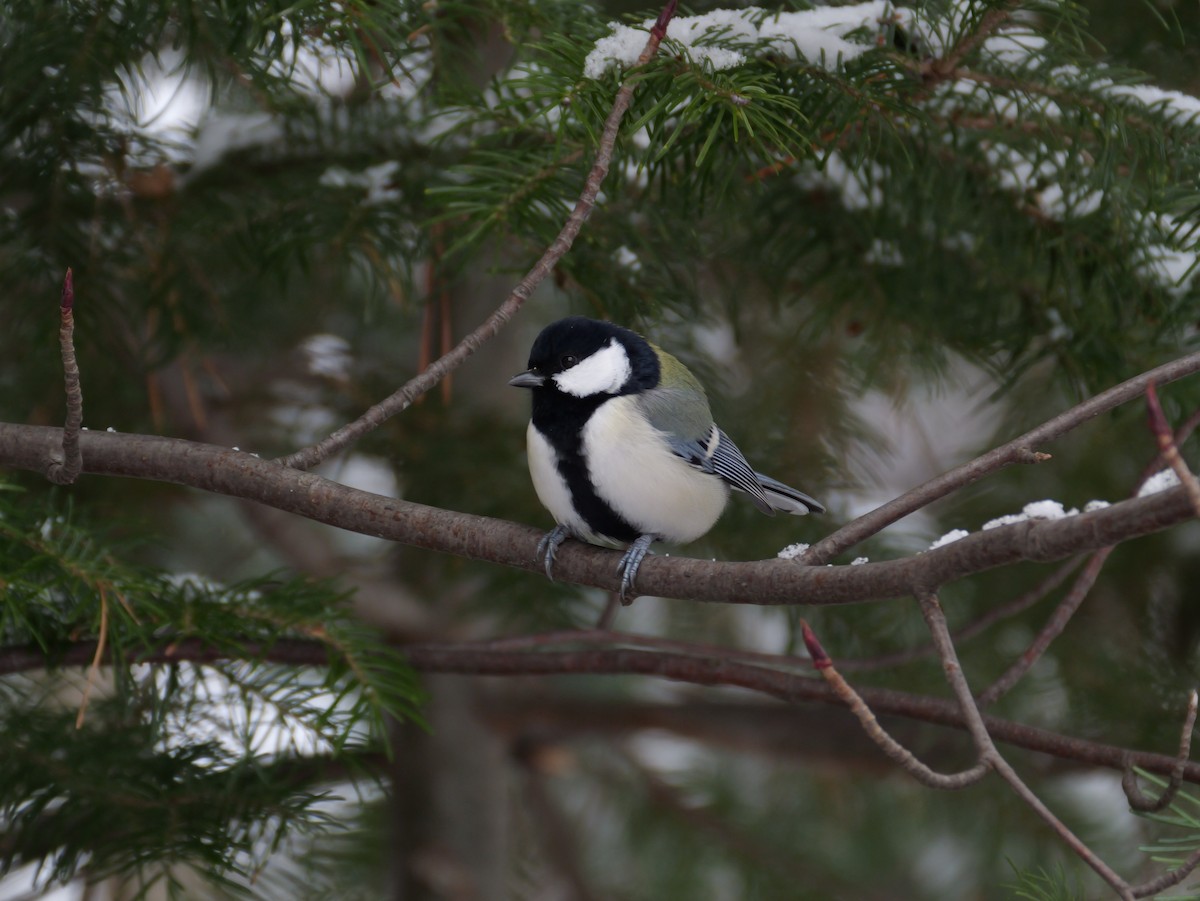 Asian Tit - ML646277825