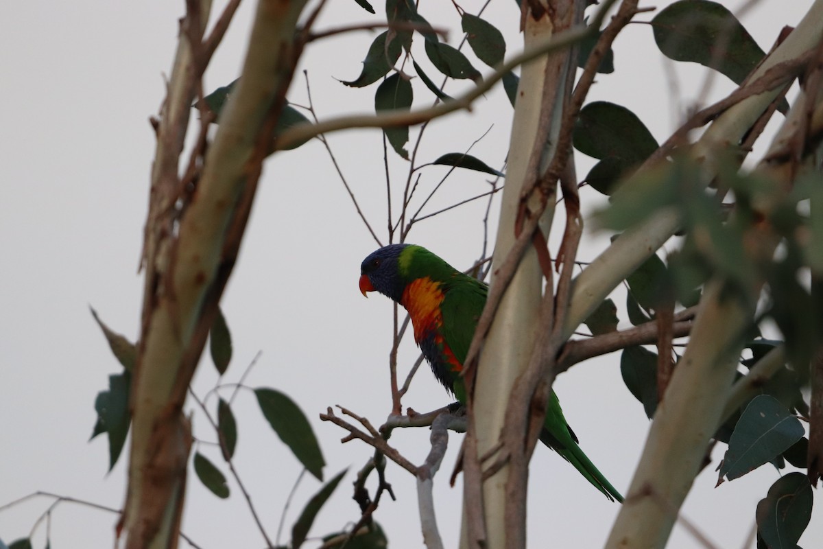 regnbuelori - ML646277833