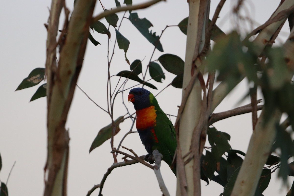 regnbuelori - ML646277834