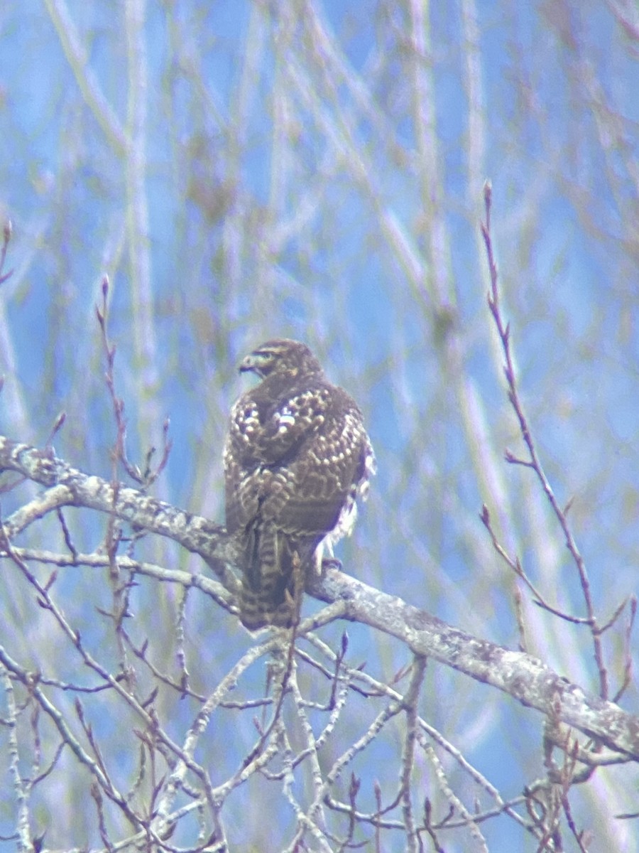 Red-tailed Hawk - ML646277836