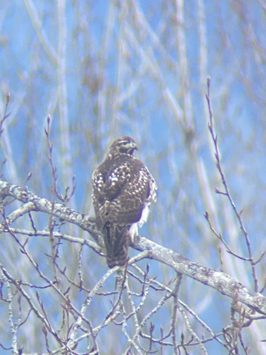 Red-tailed Hawk - ML646277837