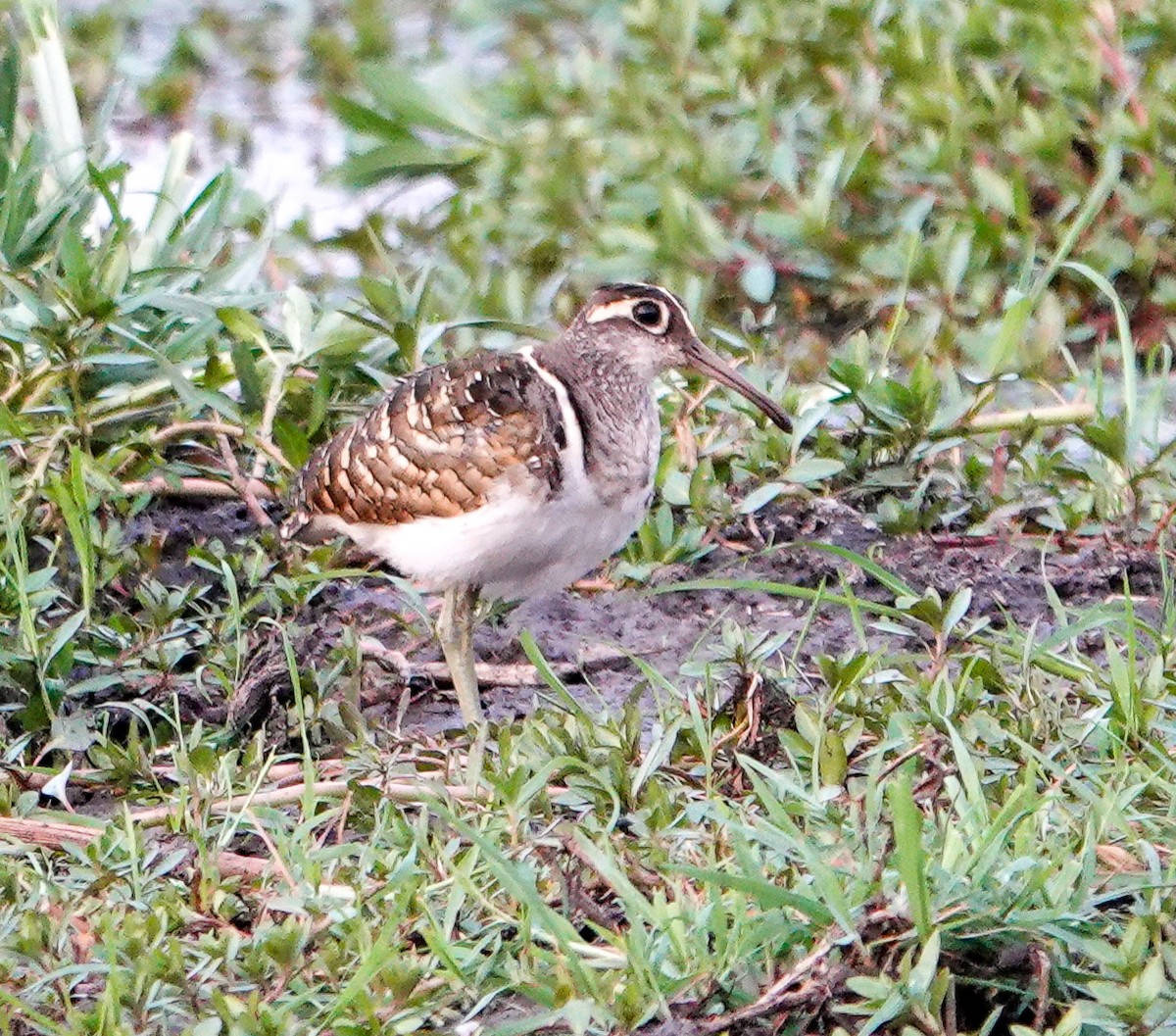 Greater Painted-Snipe - ML646277838
