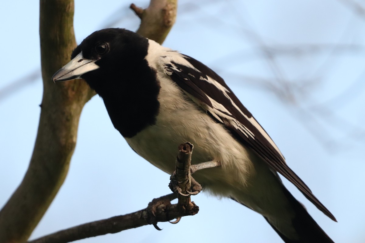 sangslakterfugl - ML646277839