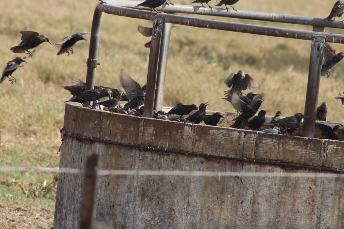 European Starling - ML646277840