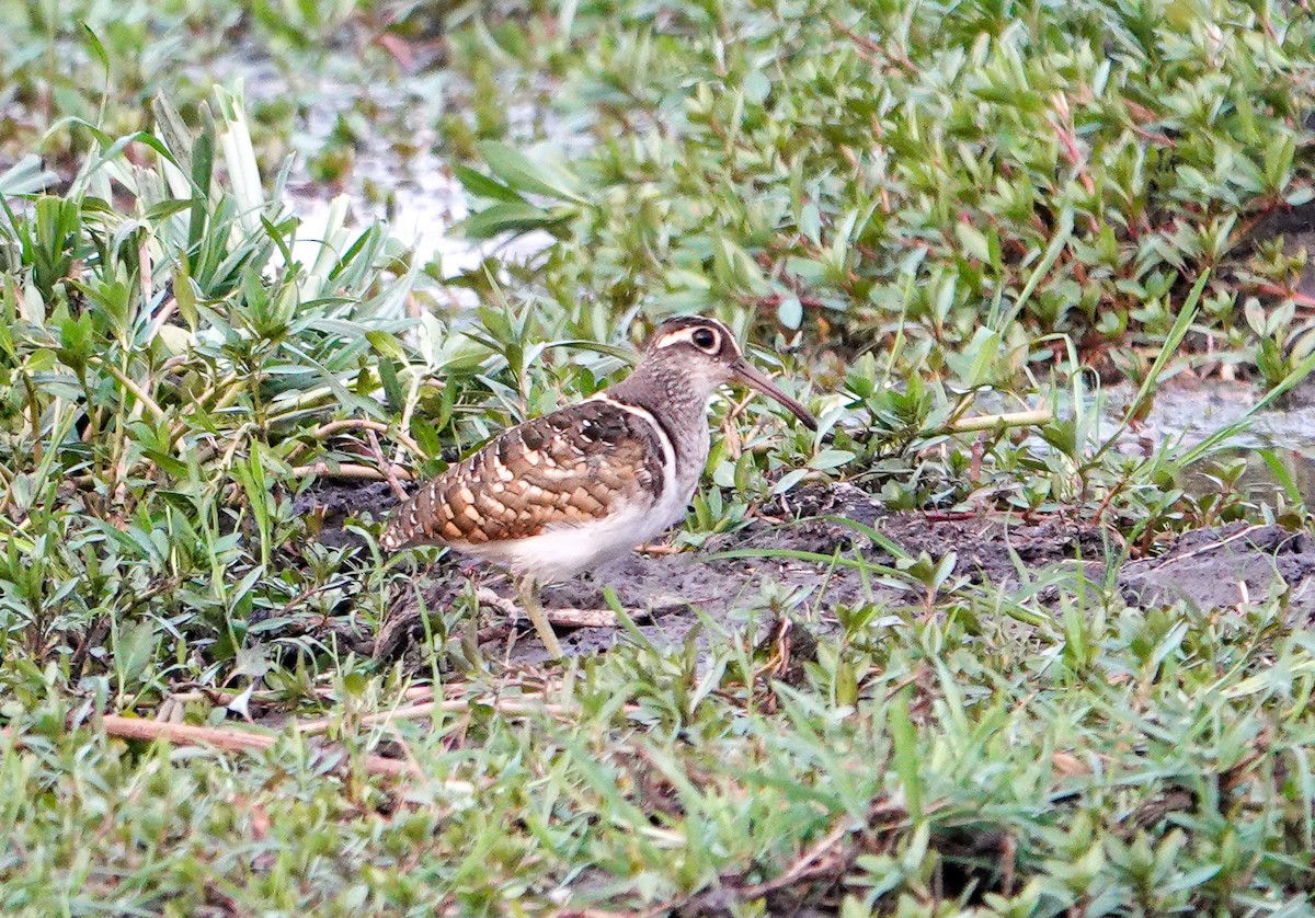 Greater Painted-Snipe - ML646277841