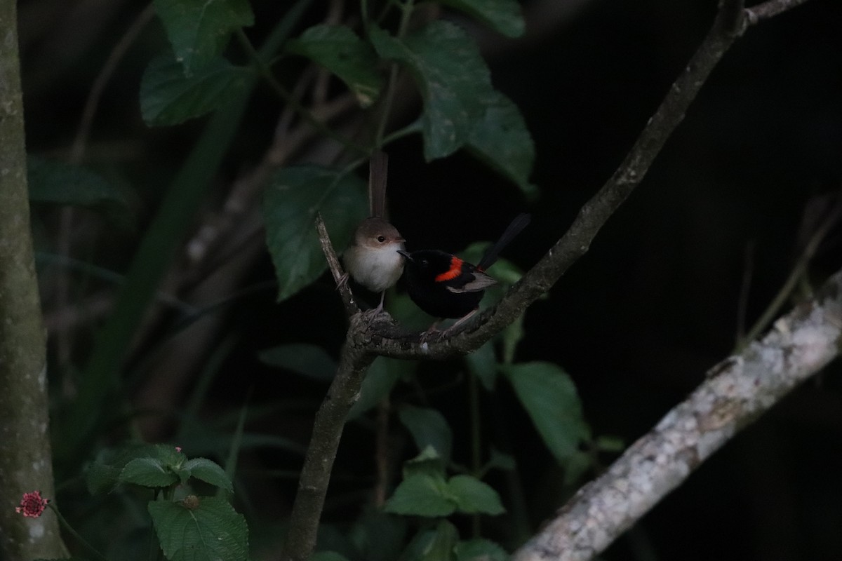 rødryggalvesmett - ML646277844