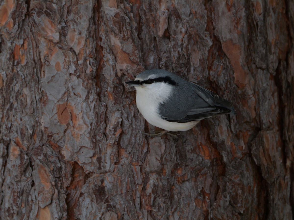 Eurasian Nuthatch - ML646277846