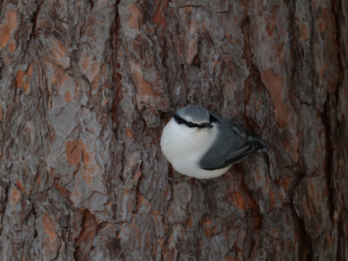 Eurasian Nuthatch - ML646277847