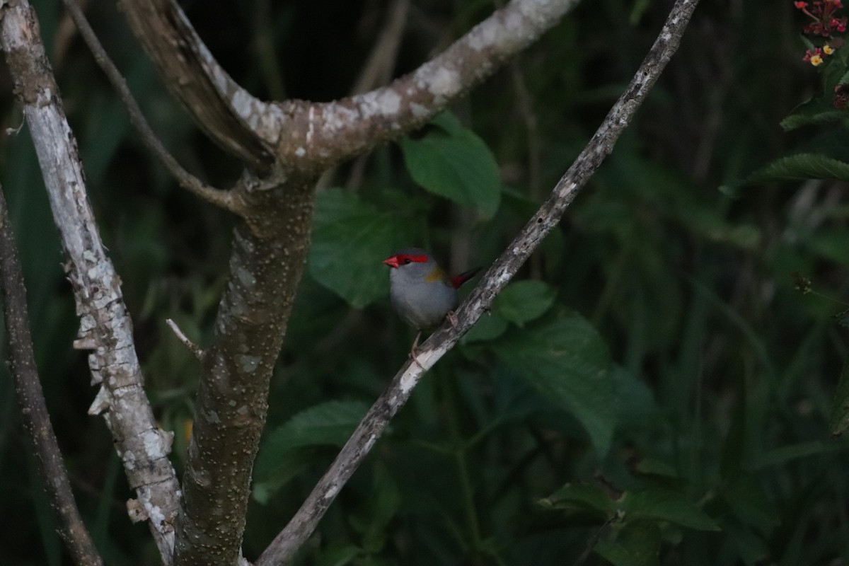 Red-browed Firetail - ML646277849