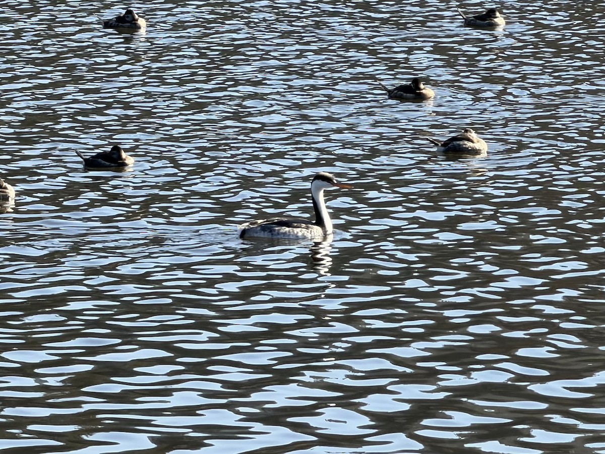 potápka bělolící - ML646277861