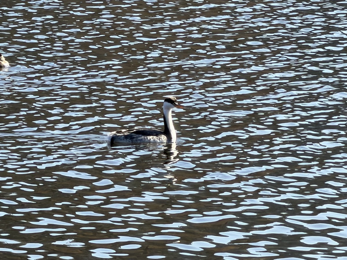 potápka bělolící - ML646277862