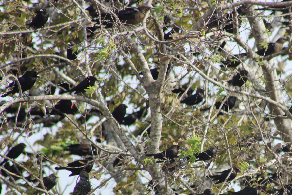 Bronzed Cowbird - ML646277867