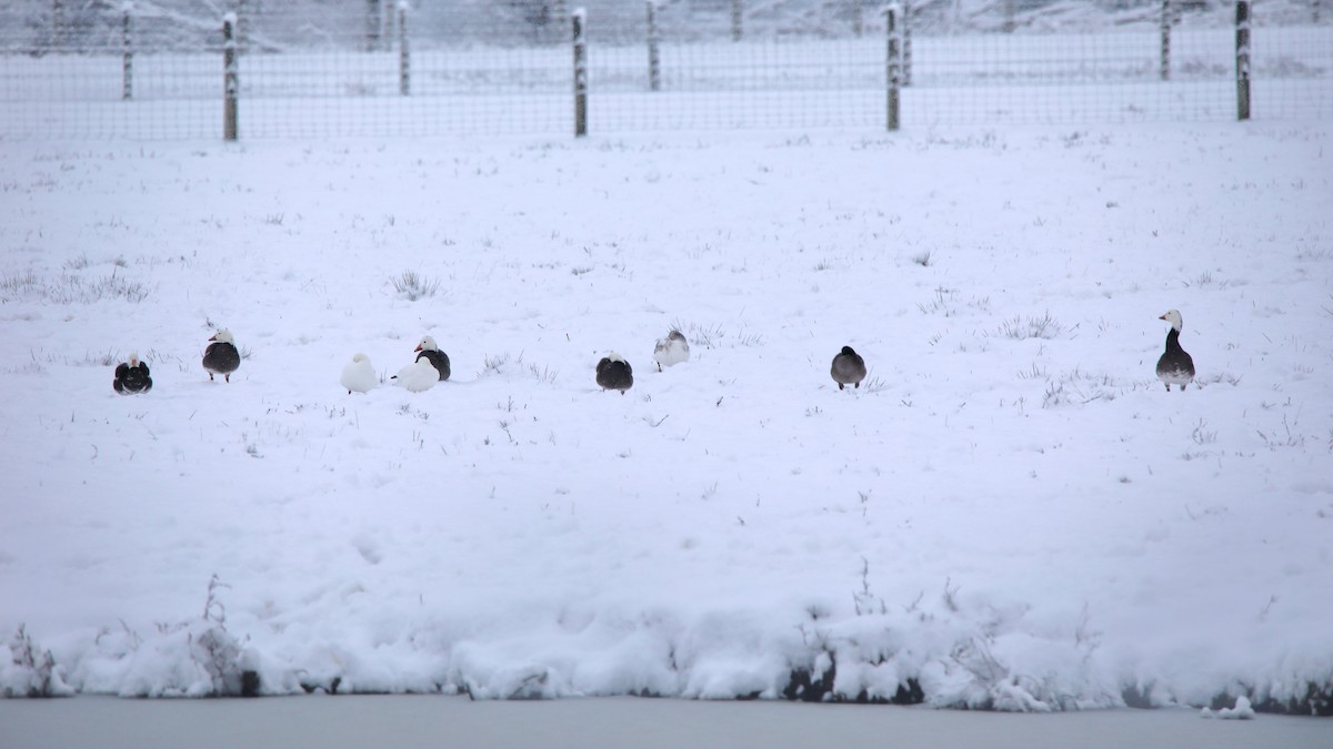 Snow Goose - ML646277868