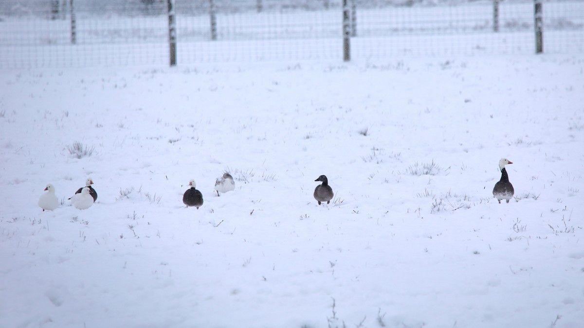 Snow Goose - ML646277869