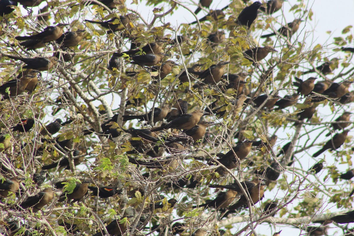 Great-tailed Grackle - ML646277884