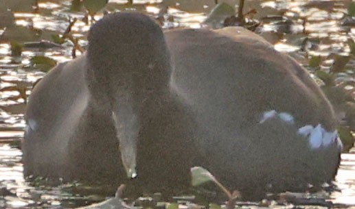 Amerika Sutavuğu - ML646277888