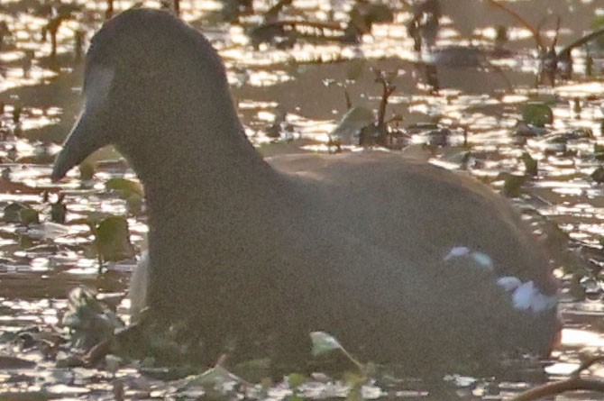 Amerika Sutavuğu - ML646277889